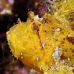 scorpionfish_leaf_db_h_0705_png2162.jpg